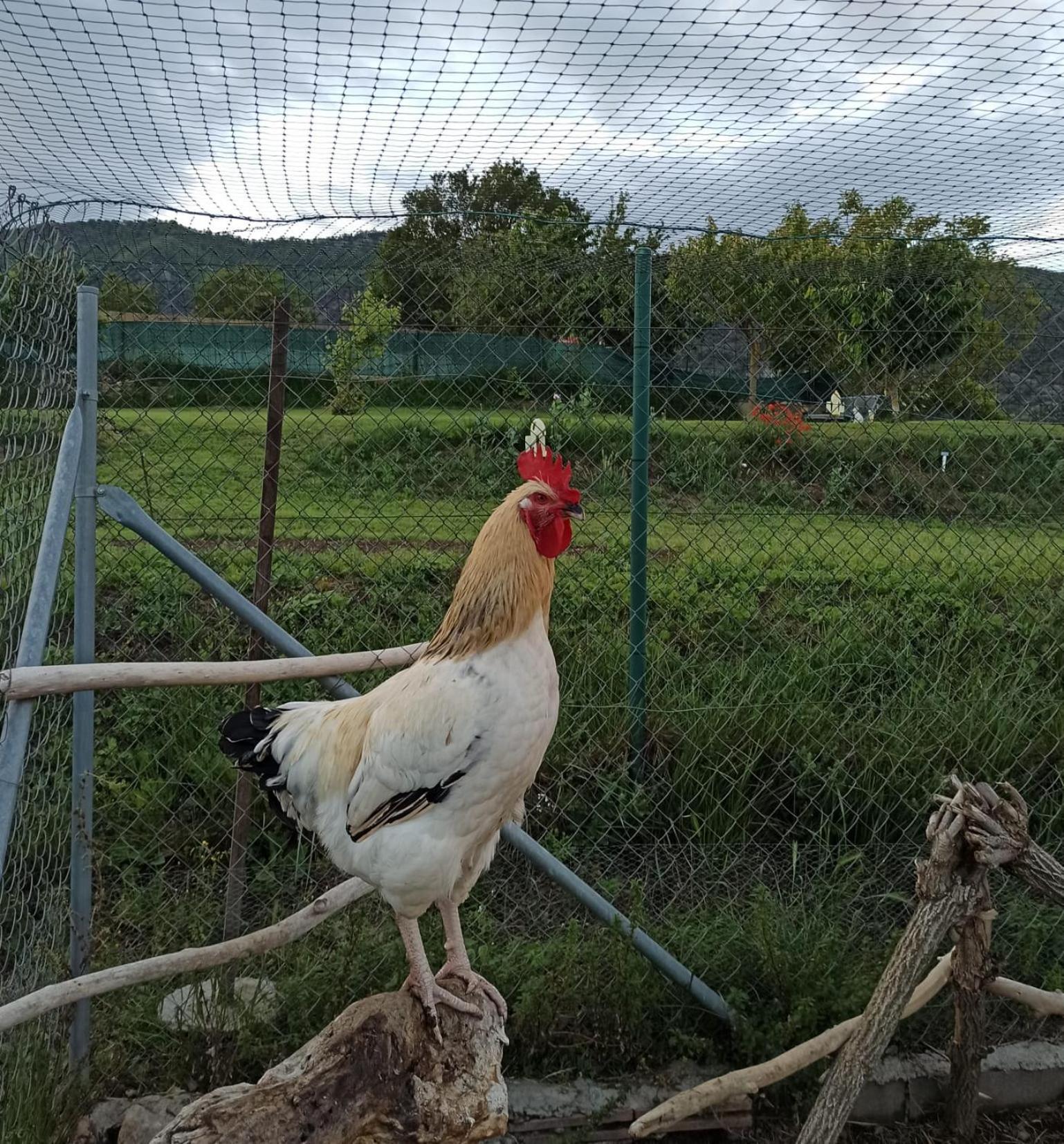 Alojamiento Compartido Cantroncxic San Pedro de Torelló Kültér fotó